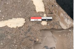Foto (Detailansicht) von Quercus pseudolonchitis Ettingshausen (NHMW-GEO-2024-0188-8056a)